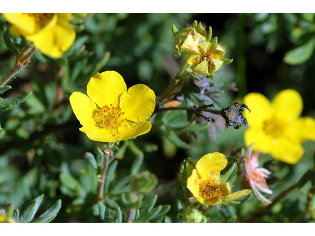 Dasiphora fruticosa (Shrubby cinquefoil) #72978