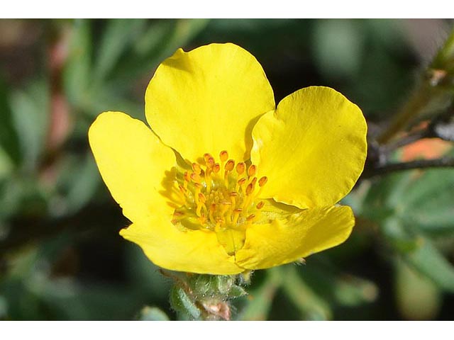 Dasiphora fruticosa (Shrubby cinquefoil) #72979