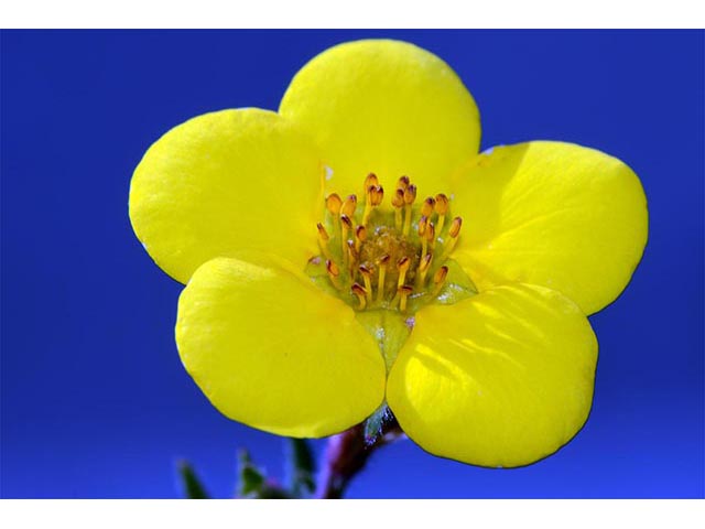 Dasiphora fruticosa (Shrubby cinquefoil) #72980