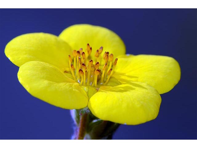 Dasiphora fruticosa (Shrubby cinquefoil) #72982