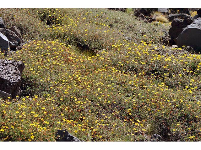 Dasiphora fruticosa (Shrubby cinquefoil) #72990