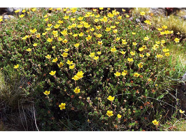 Dasiphora fruticosa (Shrubby cinquefoil) #72991