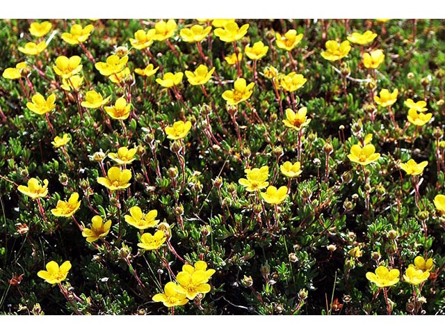 Dasiphora fruticosa (Shrubby cinquefoil) #72992