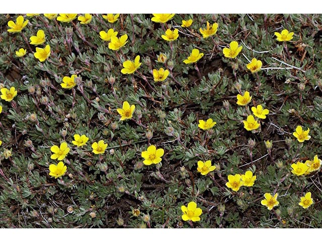 Dasiphora fruticosa (Shrubby cinquefoil) #72993