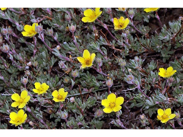 Dasiphora fruticosa (Shrubby cinquefoil) #72994