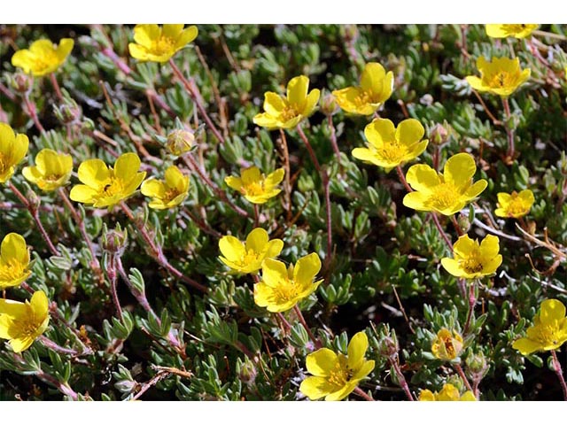 Dasiphora fruticosa (Shrubby cinquefoil) #72996