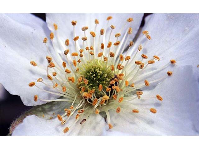 Fallugia paradoxa (Apache plume) #73008