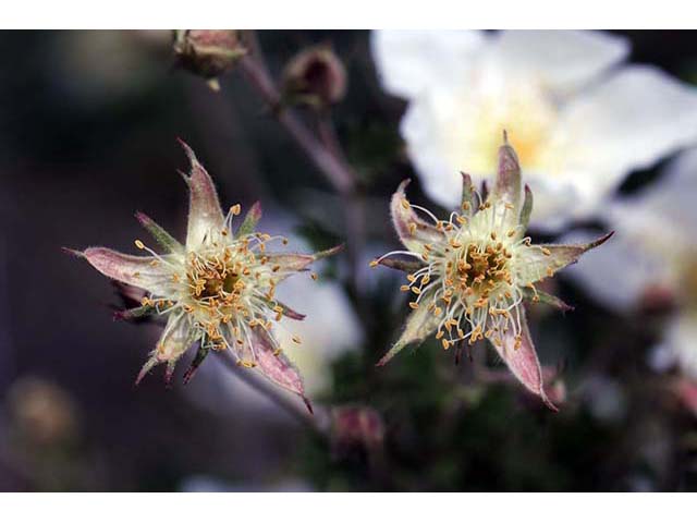 Fallugia paradoxa (Apache plume) #73010