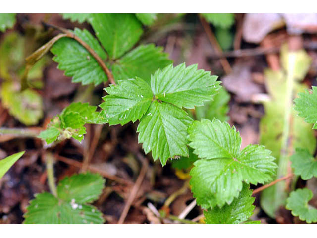 Fragaria virginiana ssp. virginiana (Virginia strawberry) #73043