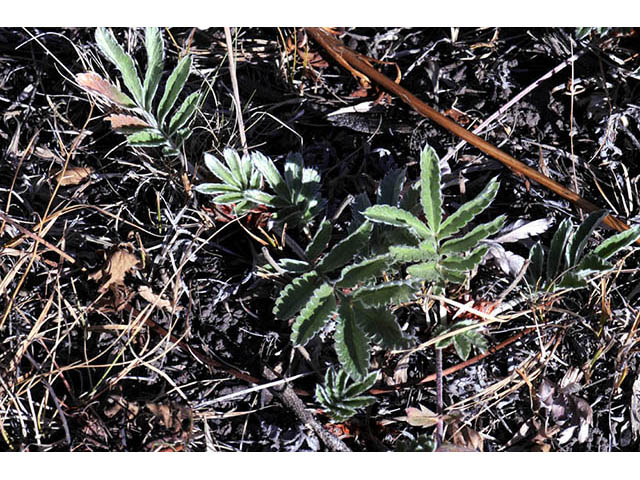 Potentilla hippiana (Woolly cinquefoil) #73102