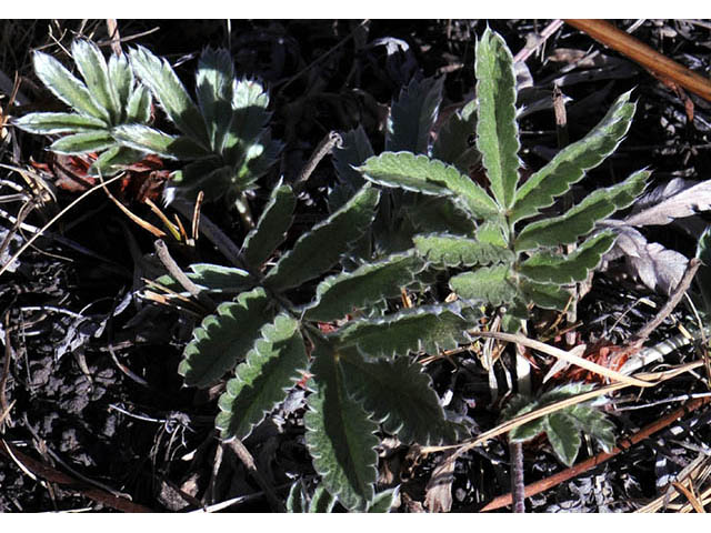 Potentilla hippiana (Woolly cinquefoil) #73103