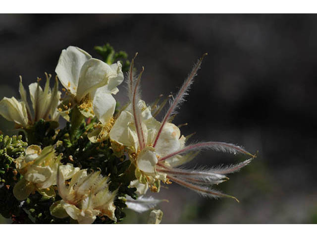 Purshia stansburiana (Stansbury cliffrose) #73202