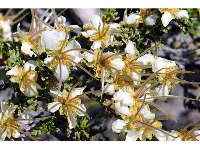 Purshia stansburiana (Stansbury cliffrose) #73205