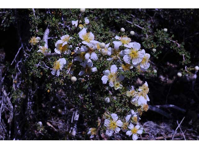 Purshia stansburiana (Stansbury cliffrose) #73209