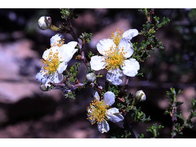 Purshia stansburiana (Stansbury cliffrose) #73211