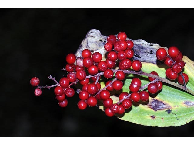 Maianthemum racemosum (Feathery false lily of the valley) #73290