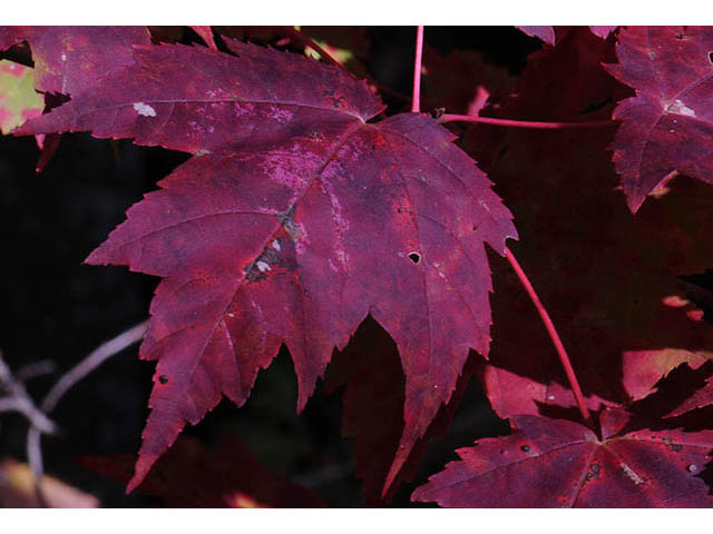 Acer rubrum (Red maple) #73492