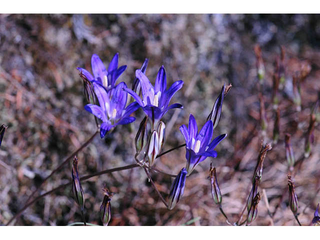 Brodiaea elegans (Harvest brodiaea) #73582