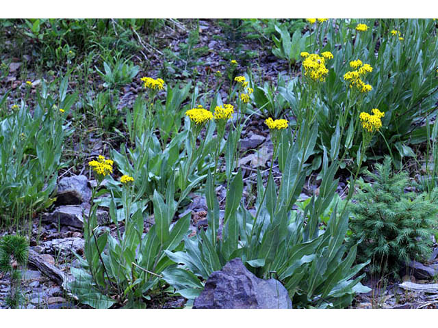 Senecio atratus (Tall blacktip ragwort) #73808