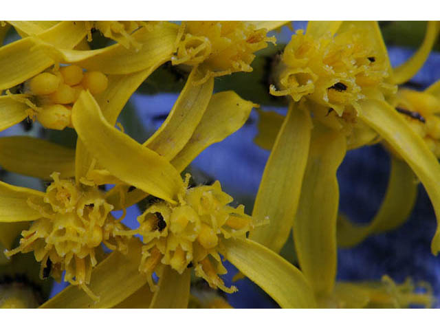 Senecio atratus (Tall blacktip ragwort) #73817