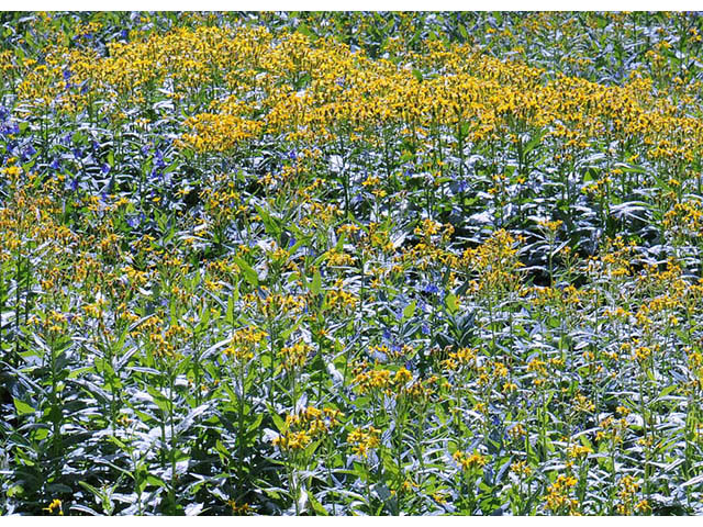 Senecio atratus (Tall blacktip ragwort) #73819