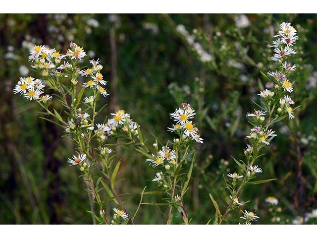 Symphyotrichum lanceolatum (Whitepanicle aster) #74406