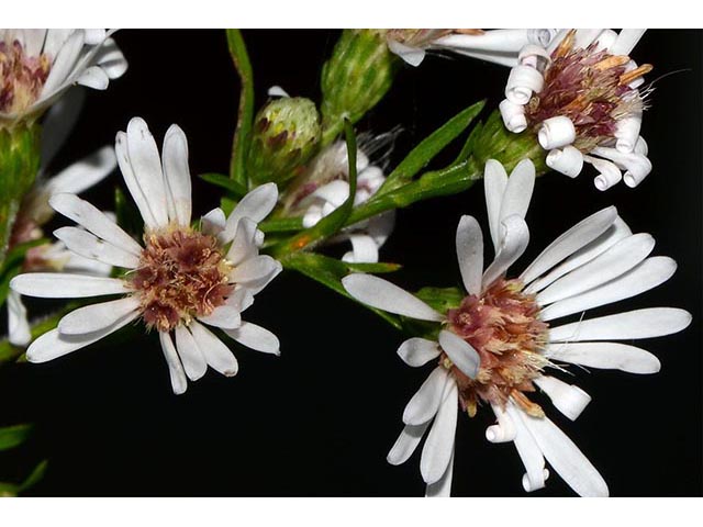 Symphyotrichum lanceolatum (Whitepanicle aster) #74421