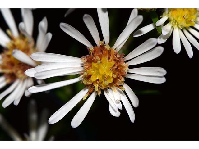 Symphyotrichum lanceolatum (Whitepanicle aster) #74427