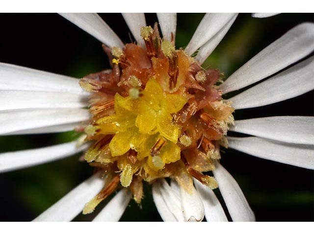 Symphyotrichum lanceolatum (Whitepanicle aster) #74428