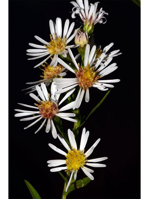 Symphyotrichum lanceolatum (Whitepanicle aster) #74440