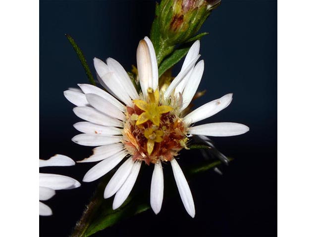 Symphyotrichum lanceolatum (Whitepanicle aster) #74444