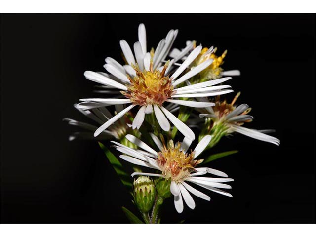 Symphyotrichum lanceolatum (Whitepanicle aster) #74445