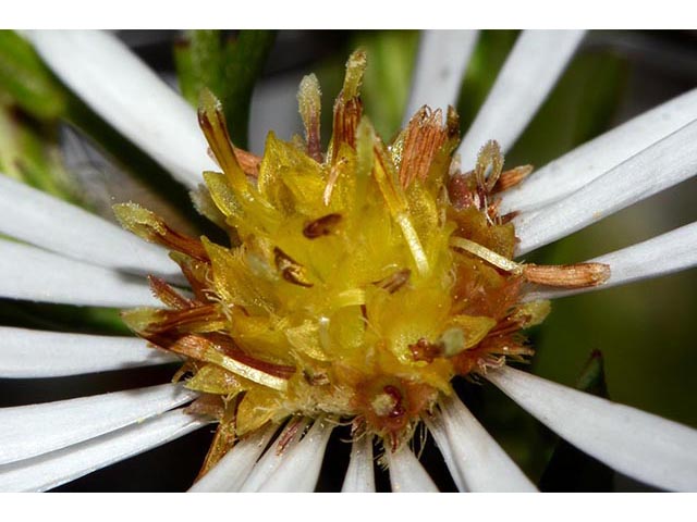 Symphyotrichum lanceolatum (Whitepanicle aster) #74451