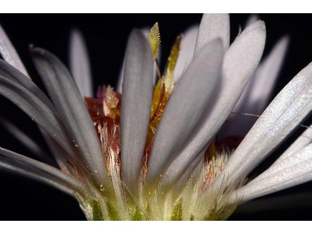 Symphyotrichum lanceolatum (Whitepanicle aster) #74456