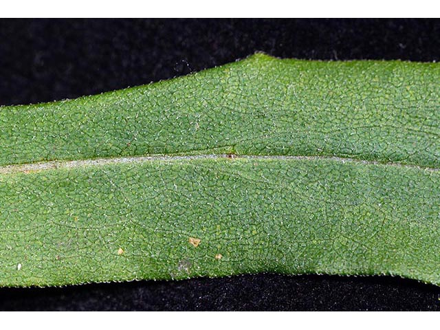 Symphyotrichum novae-angliae (New england aster) #74541
