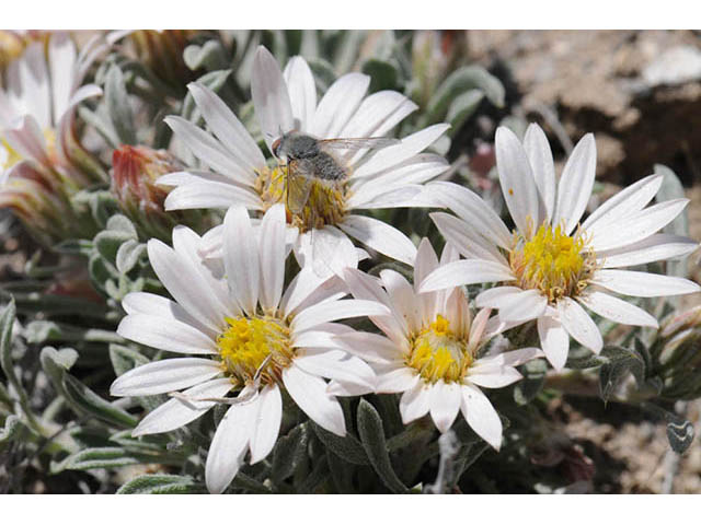 Townsendia scapigera (Tufted townsend daisy) #74797