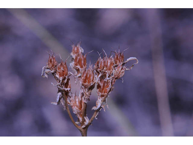 Sedum lanceolatum (Spearleaf stonecrop) #74963