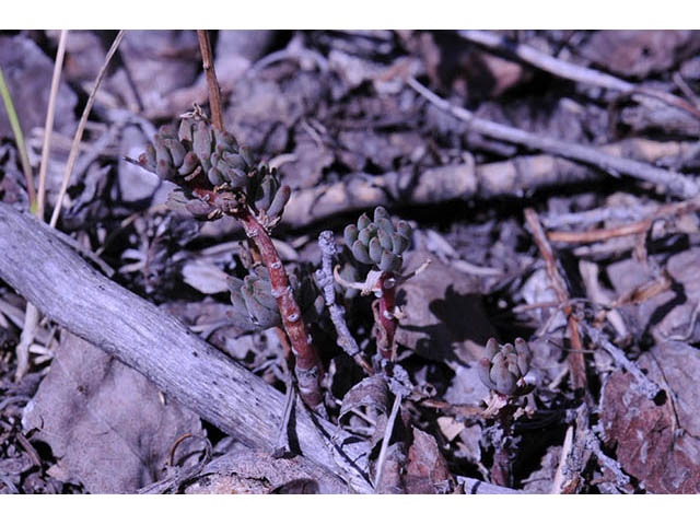 Sedum lanceolatum (Spearleaf stonecrop) #74964