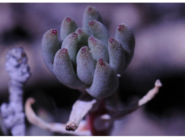 Sedum lanceolatum (Spearleaf stonecrop) #74969