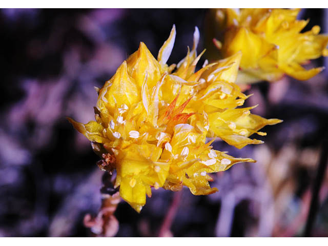 Sedum lanceolatum (Spearleaf stonecrop) #74970