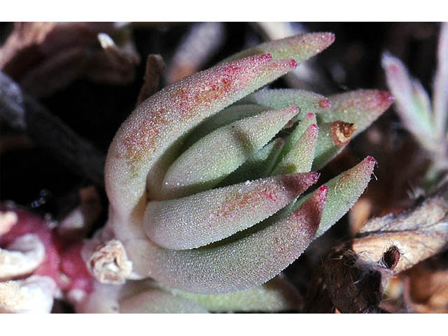 Sedum lanceolatum (Spearleaf stonecrop) #74978