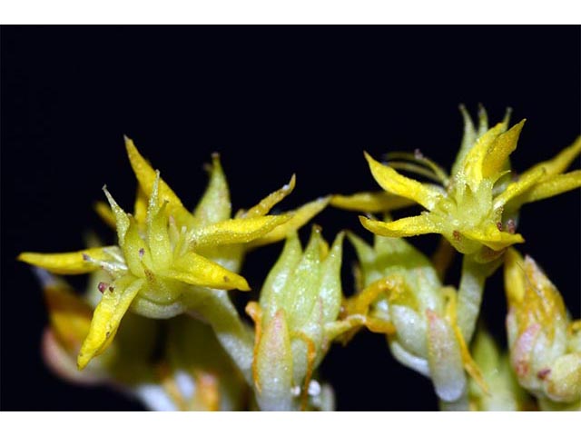 Sedum lanceolatum (Spearleaf stonecrop) #74983