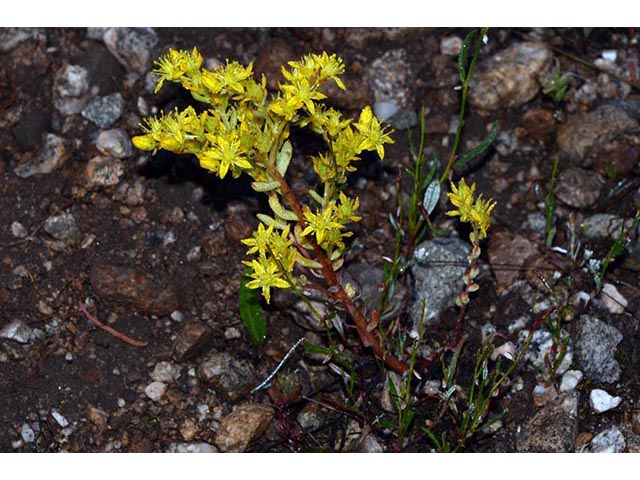 Sedum lanceolatum (Spearleaf stonecrop) #74986