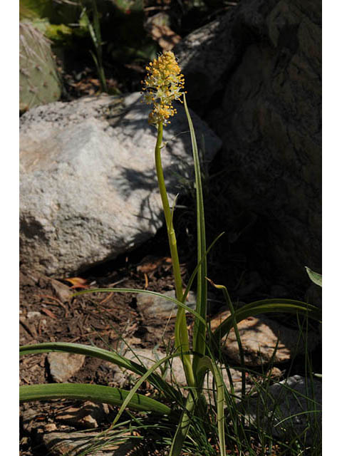 Zigadenus paniculatus (Foothill deathcamas) #75169