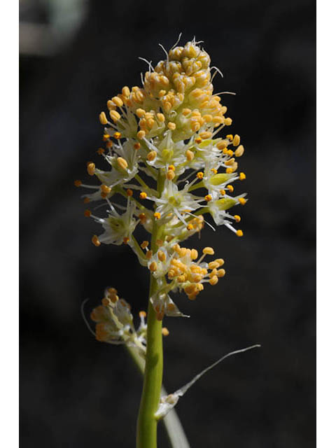 Zigadenus paniculatus (Foothill deathcamas) #75170