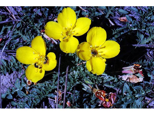 Camissonia tanacetifolia (Tansyleaf evening-primrose) #75240