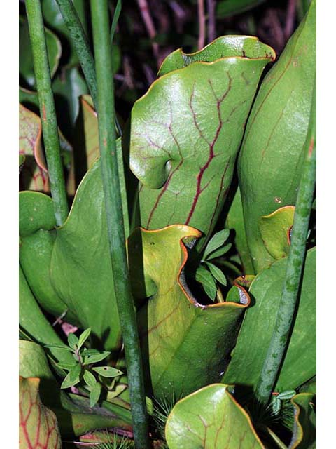 Sarracenia purpurea (Purple pitcherplant) #75504