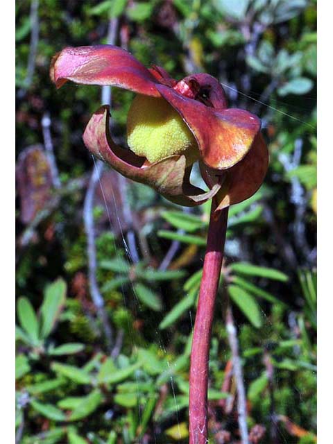 Sarracenia purpurea (Purple pitcherplant) #75509