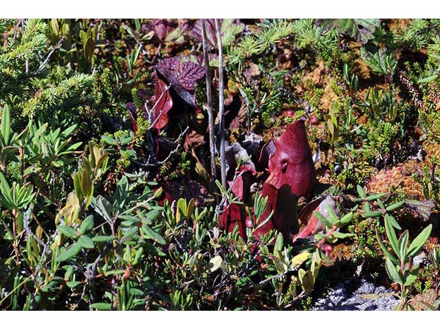 Sarracenia purpurea (Purple pitcherplant) #75514