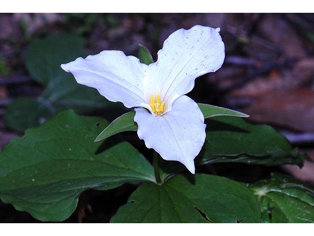 Trillium grandiflorum (White wake-robin) #75619